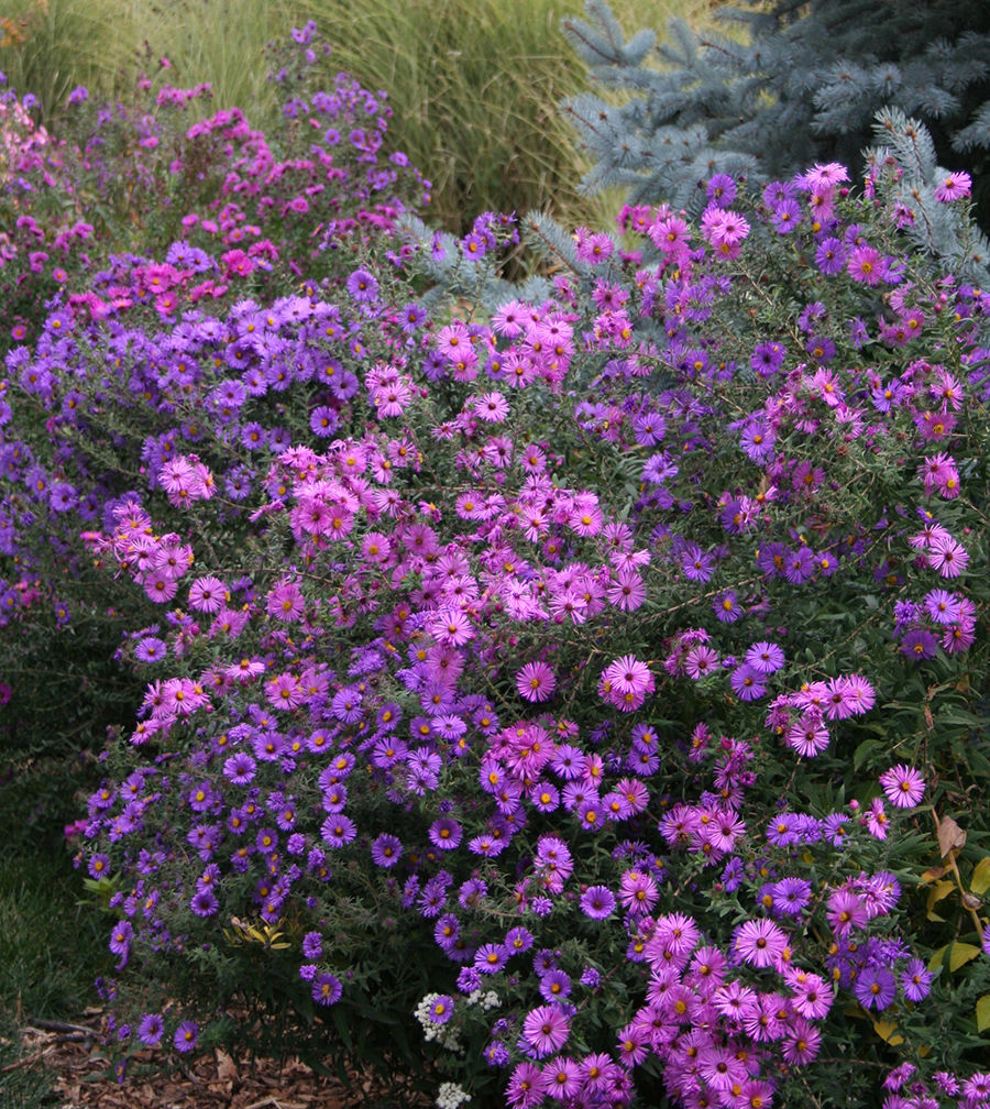 New England Aster